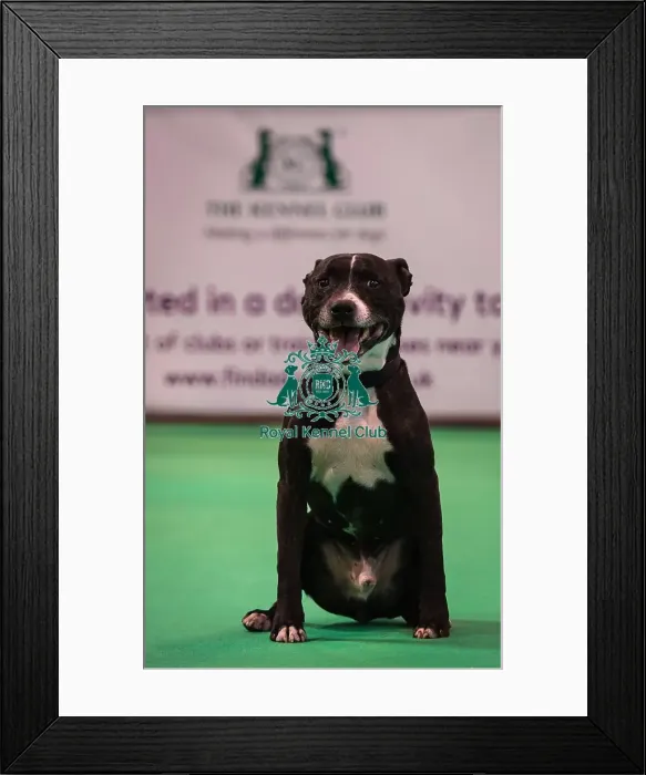 Framed Print : Crufts 2016 Gundog day Framed Print : Crufts 2016 Gundog day
