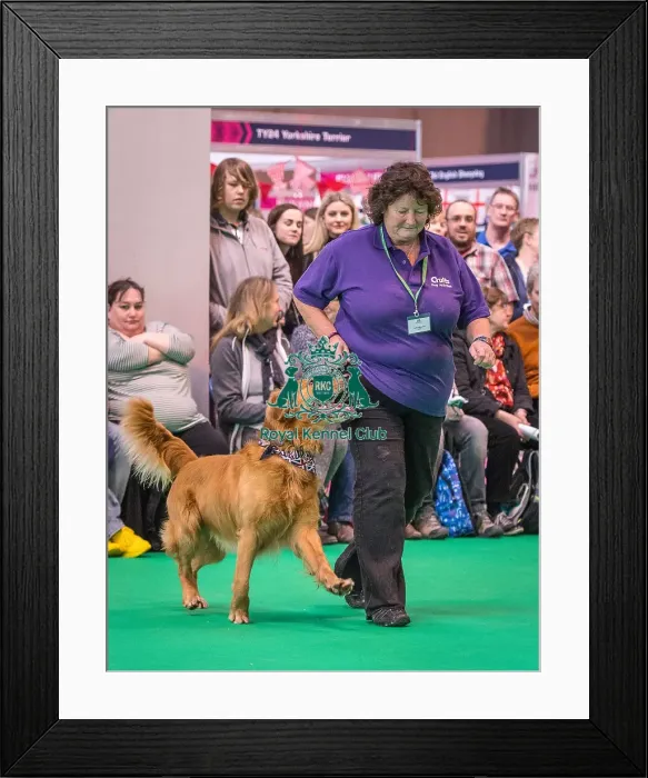 Framed Print : Crufts 2016 Gundog day