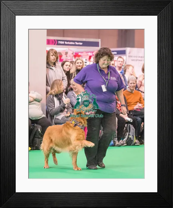 Framed Print : Crufts 2016 Gundog day Framed Print : Crufts 2016 Gundog day