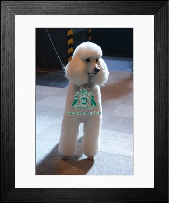 Framed Print : poodle
