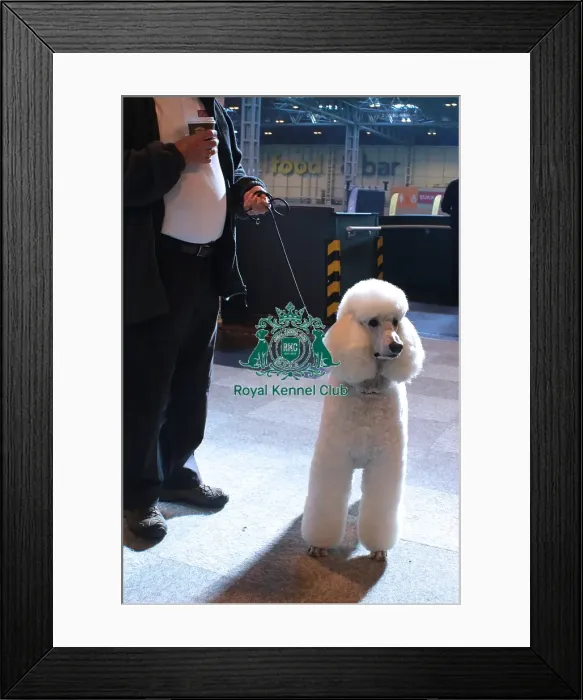 Framed Print : poodle Framed Print : poodle