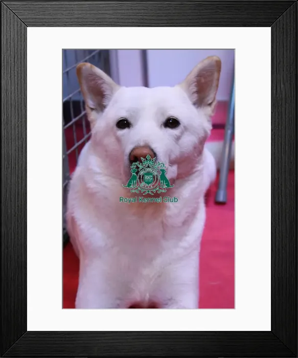 Framed Print : Korean Jindo