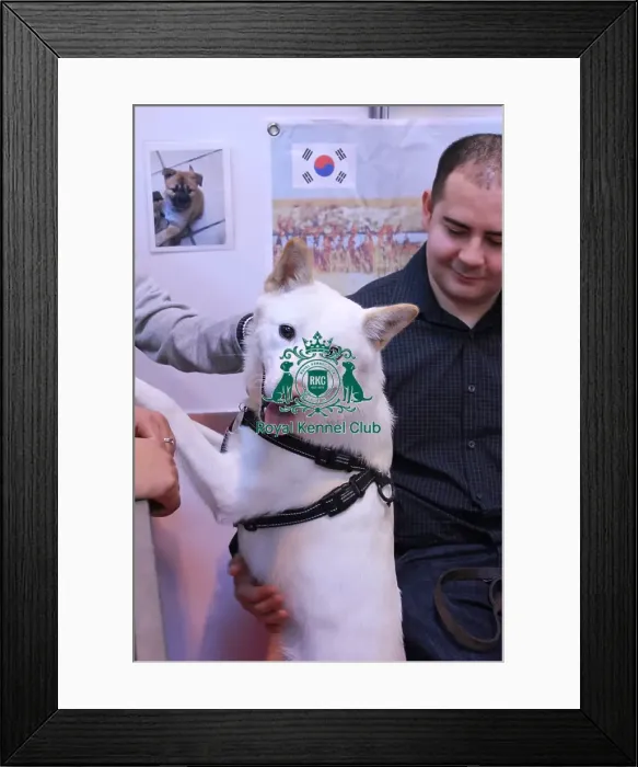 Framed Print : Korean Jindo Framed Print : Korean Jindo