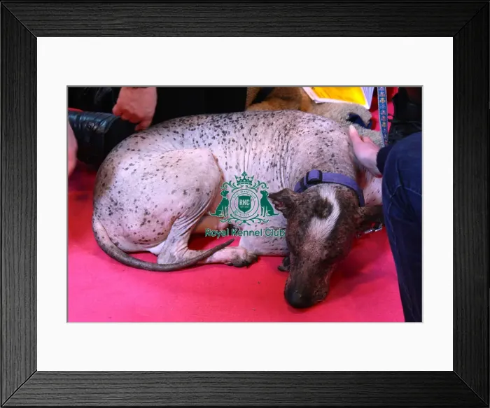 Framed Print : mexican hairless Framed Print : mexican hairless
