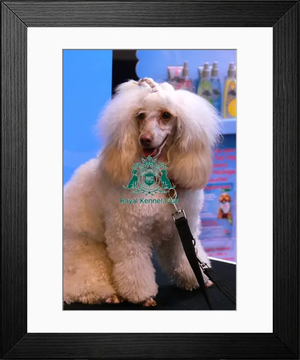 Framed Print : groom room Framed Print : groom room