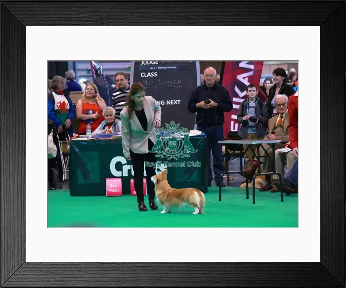 Framed Print : welsh corgi