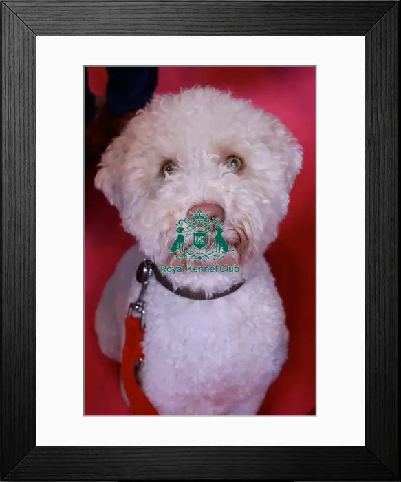 Framed Print : lagotto romagnolo Framed Print : lagotto romagnolo