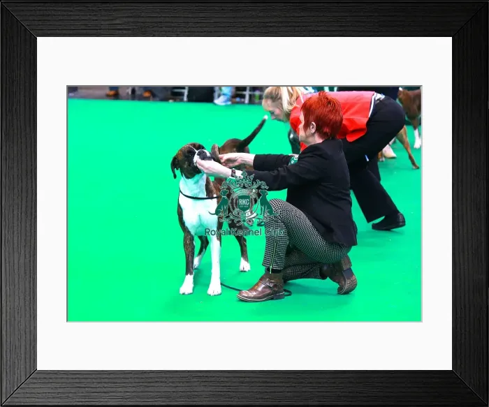 Framed Print : boxer Framed Print : boxer