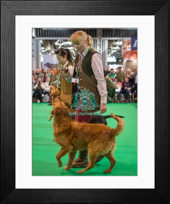 Framed Print : Crufts 2016 Gundog day Framed Print : Crufts 2016 Gundog day