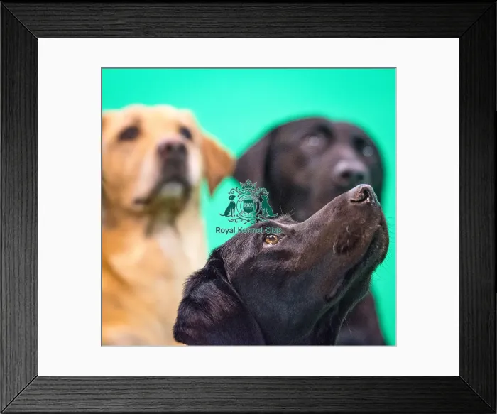 Framed Print : Crufts 2016 Gundog day Framed Print : Crufts 2016 Gundog day