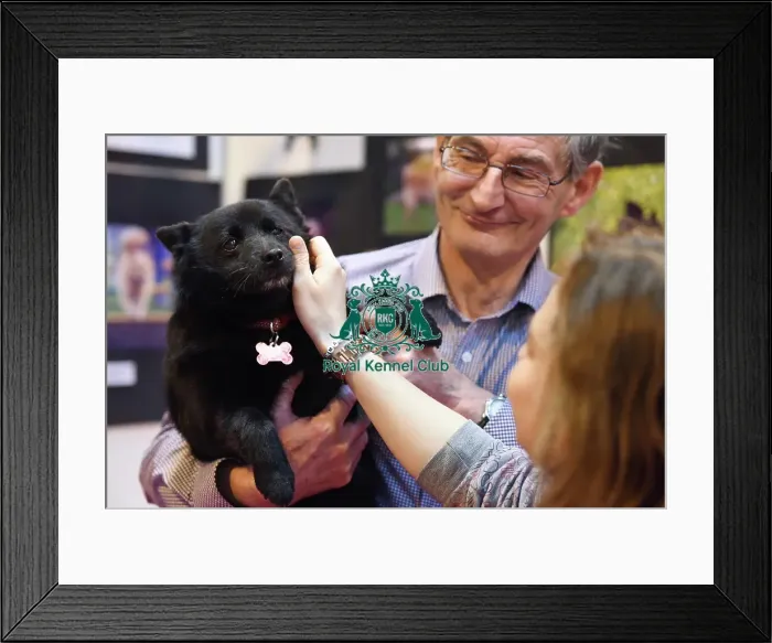 Framed Print : Crufts 2016