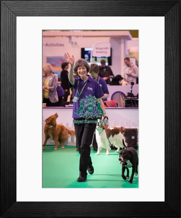 Framed Print : Crufts 2016 Gundog day Framed Print : Crufts 2016 Gundog day