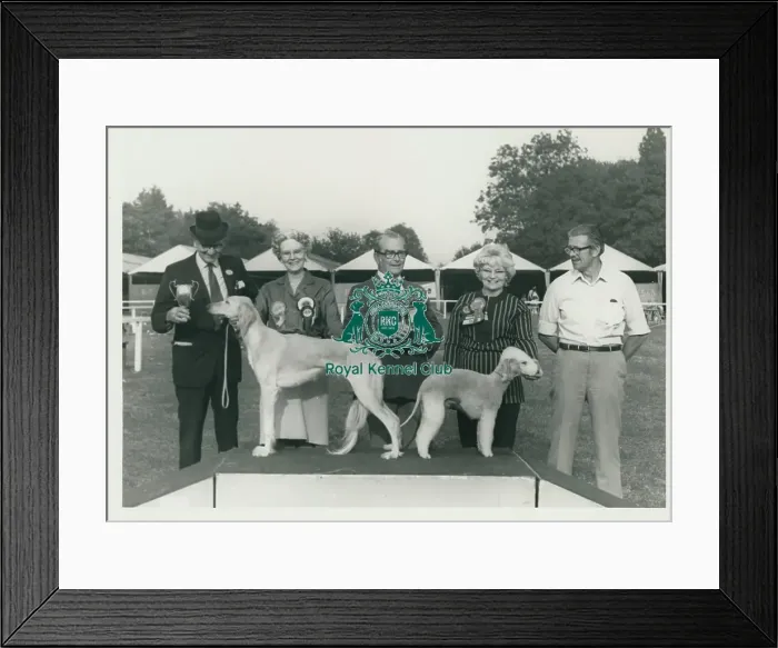 Framed Print : Ch Stanolly Scooby Doo Framed Print : Ch Stanolly Scooby Doo