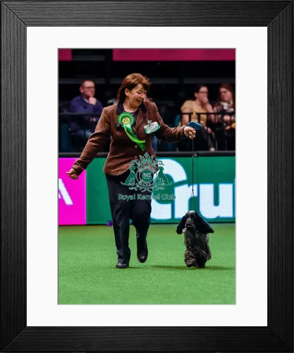 Framed Print : Crufts 2016 Best of Breed Framed Print : Crufts 2016 Best of Breed