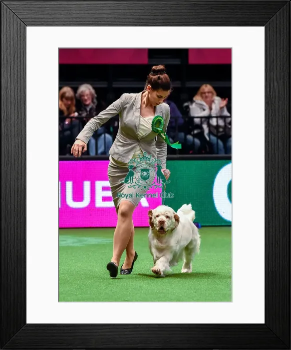 Framed Print : Crufts 2016 Best of Breed Framed Print : Crufts 2016 Best of Breed