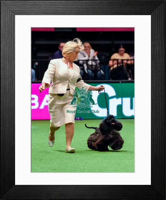 Framed Print : Crufts 2016 Best of Breed Framed Print : Crufts 2016 Best of Breed