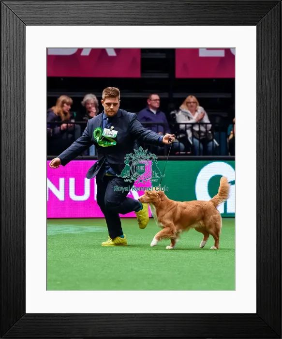 Framed Print : Crufts 2016 Best of Breed Framed Print : Crufts 2016 Best of Breed