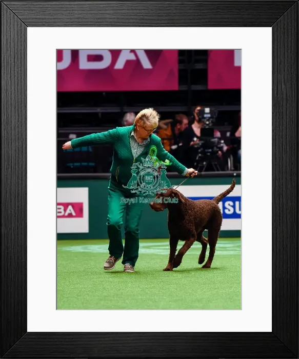 Framed Print : Crufts 2016 Best of Breed Framed Print : Crufts 2016 Best of Breed