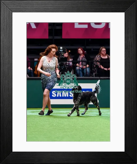 Framed Print : Crufts 2016 Best of Breed Framed Print : Crufts 2016 Best of Breed