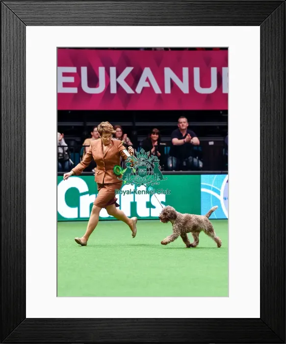 Framed Print : Crufts 2016 Best of Breed Framed Print : Crufts 2016 Best of Breed