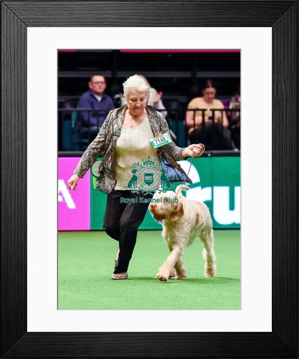 Framed Print : Crufts 2016 Best of Breed Framed Print : Crufts 2016 Best of Breed
