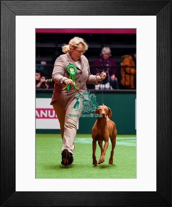 Framed Print : Crufts 2016 Best of Breed Framed Print : Crufts 2016 Best of Breed