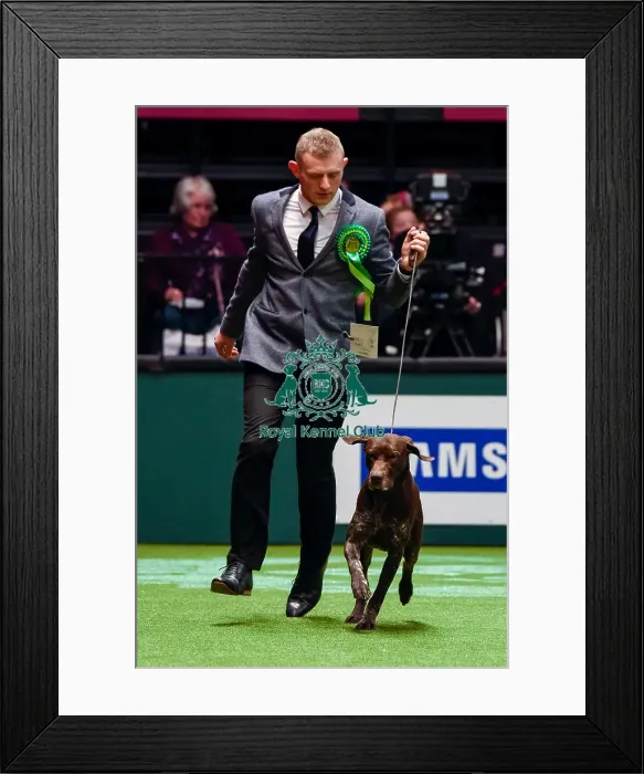 Framed Print : Crufts 2016 Best of Breed Framed Print : Crufts 2016 Best of Breed