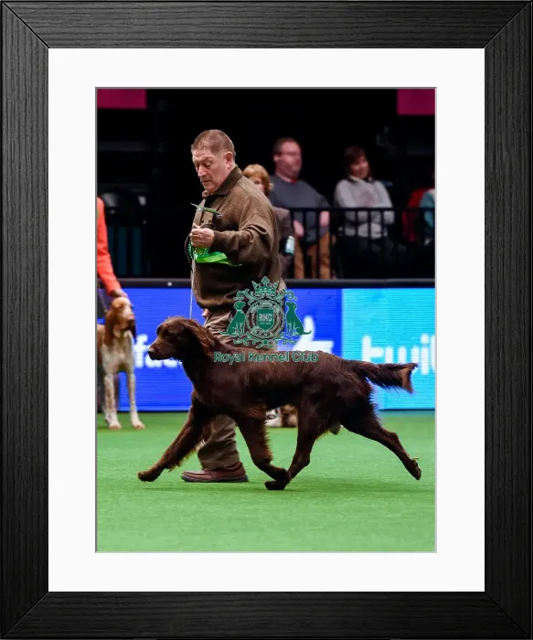 Framed Print : Crufts 2016 Best of Breed Framed Print : Crufts 2016 Best of Breed