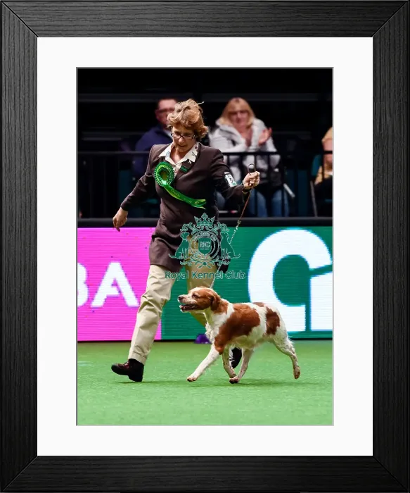 Framed Print : Crufts 2016 Best of Breed Framed Print : Crufts 2016 Best of Breed
