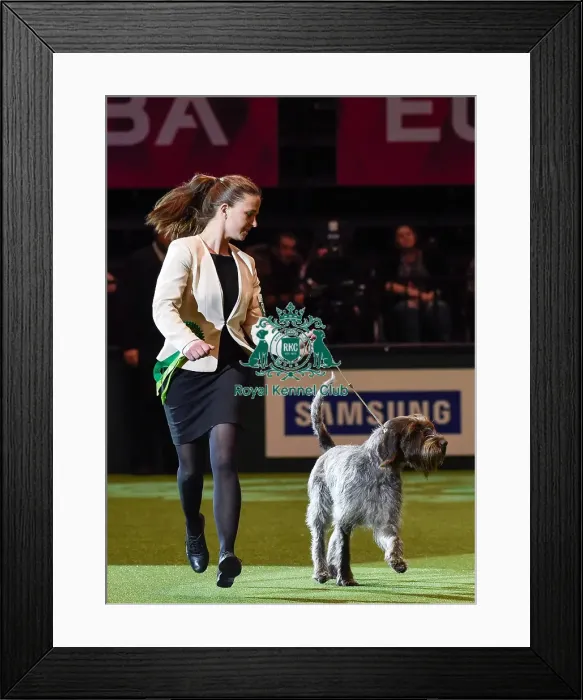 Framed Print : Crufts 2016 Best of Breed Framed Print : Crufts 2016 Best of Breed