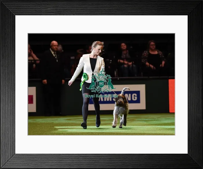 Framed Print : Crufts 2016 Best of Breed Framed Print : Crufts 2016 Best of Breed