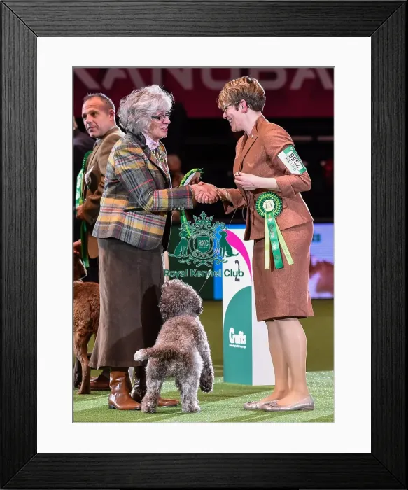 Framed Print : Crufts 2016 Best of Breed Framed Print : Crufts 2016 Best of Breed