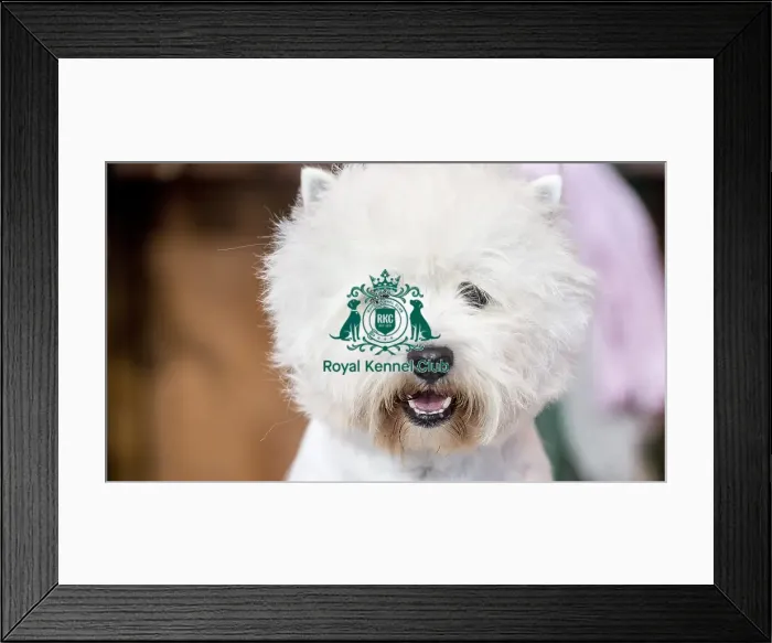 Framed Print : Crufts 2016