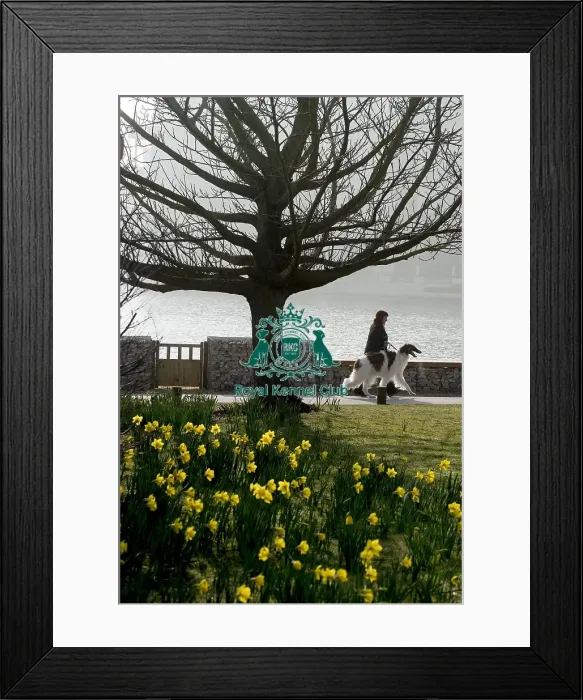 Framed Print : Crufts 2016 Framed Print : Crufts 2016