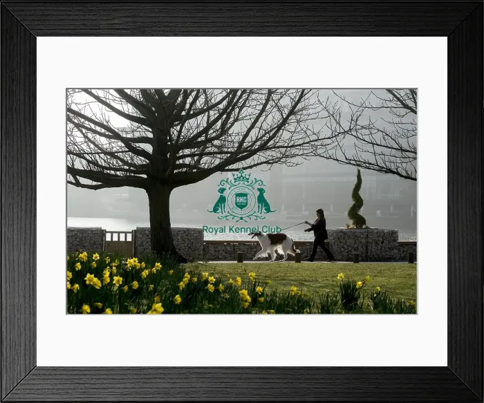 Framed Print : Crufts 2016 Framed Print : Crufts 2016