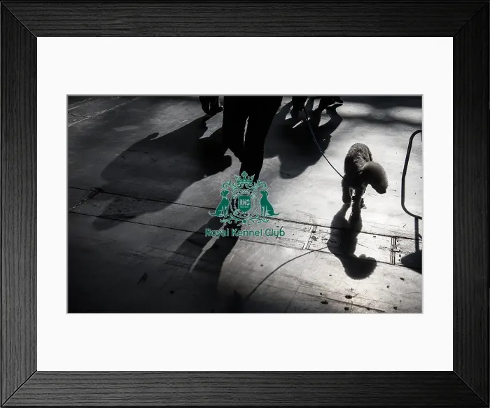 Framed Print : Crufts 2016 Framed Print : Crufts 2016