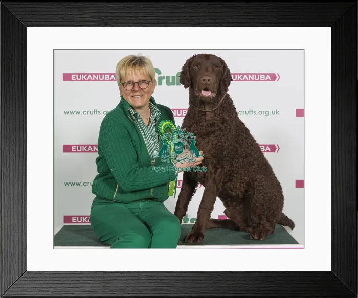 Framed Print : Crufts 2016 Best of Breed Framed Print : Crufts 2016 Best of Breed