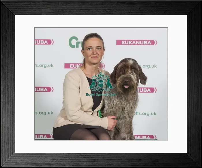 Framed Print : Crufts 2016 Best of Breed Framed Print : Crufts 2016 Best of Breed