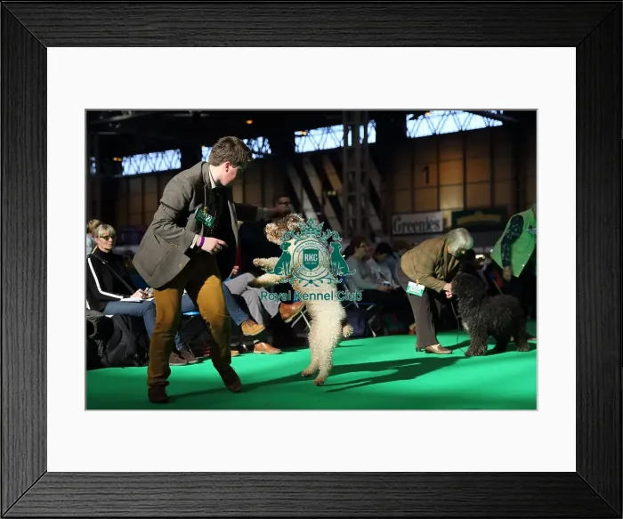 Framed Print : Crufts 2016 Framed Print : Crufts 2016