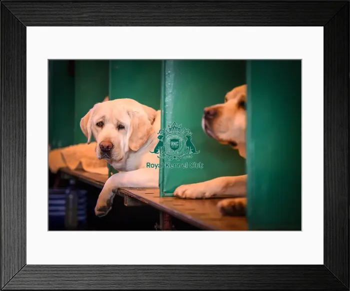 Framed Print : Crufts 2016 Framed Print : Crufts 2016