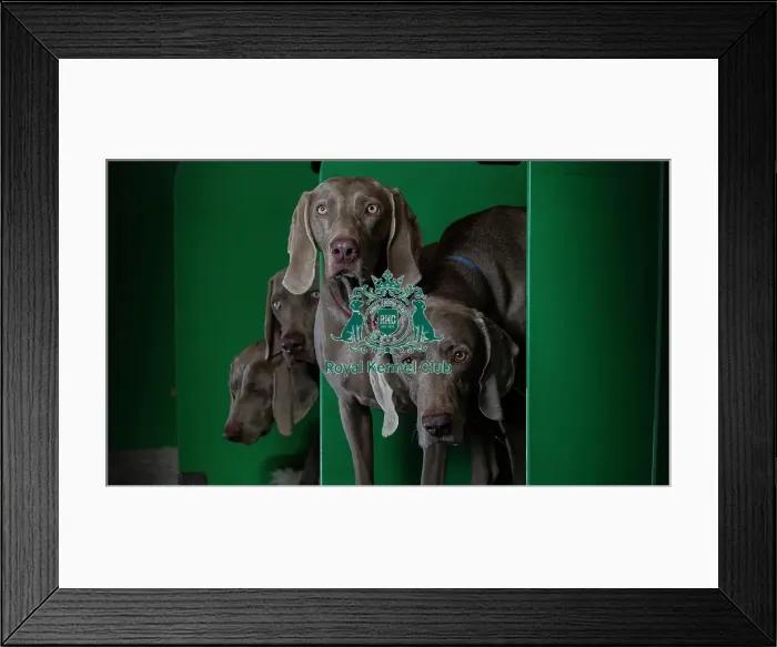Framed Print : Crufts 2016 Framed Print : Crufts 2016