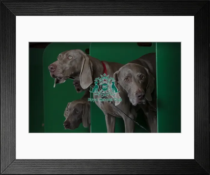 Framed Print : Crufts 2016 Framed Print : Crufts 2016