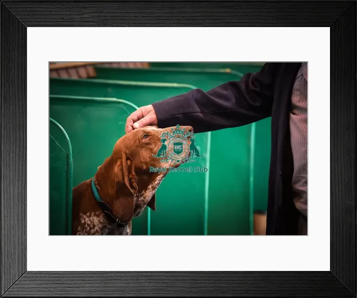 Framed Print : Crufts 2016 Framed Print : Crufts 2016