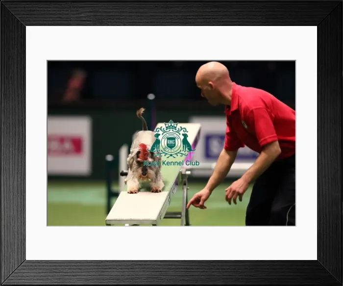 Framed Print : Crufts 2016 Framed Print : Crufts 2016