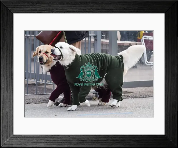 Framed Print : Crufts 2016 Framed Print : Crufts 2016