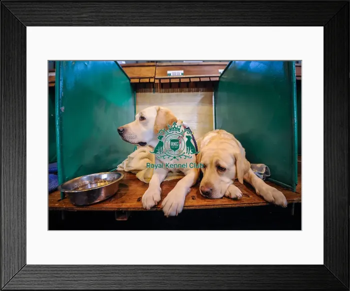 Framed Print : Crufts 2016