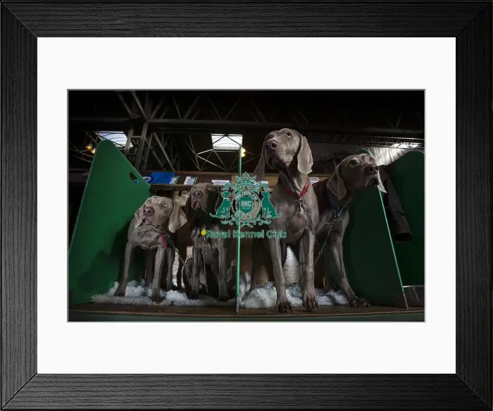 Framed Print : Crufts 2016 Framed Print : Crufts 2016
