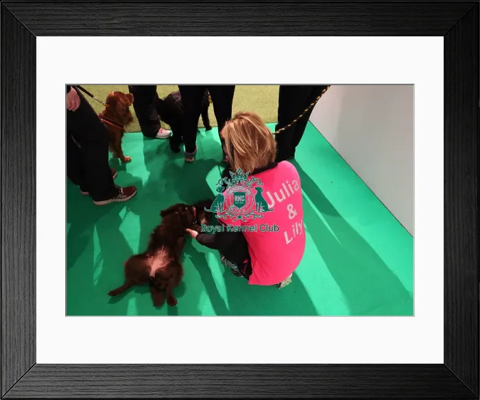 Framed Print : Crufts 2016 Framed Print : Crufts 2016