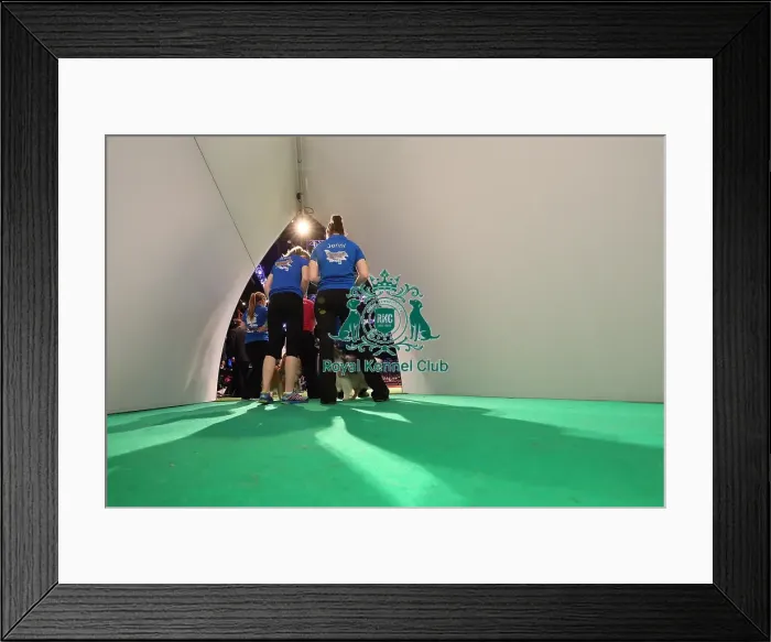 Framed Print : Crufts 2016 Framed Print : Crufts 2016