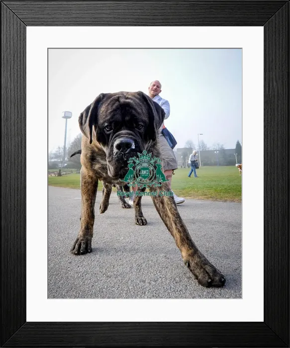 Framed Print : Crufts 2016 Framed Print : Crufts 2016